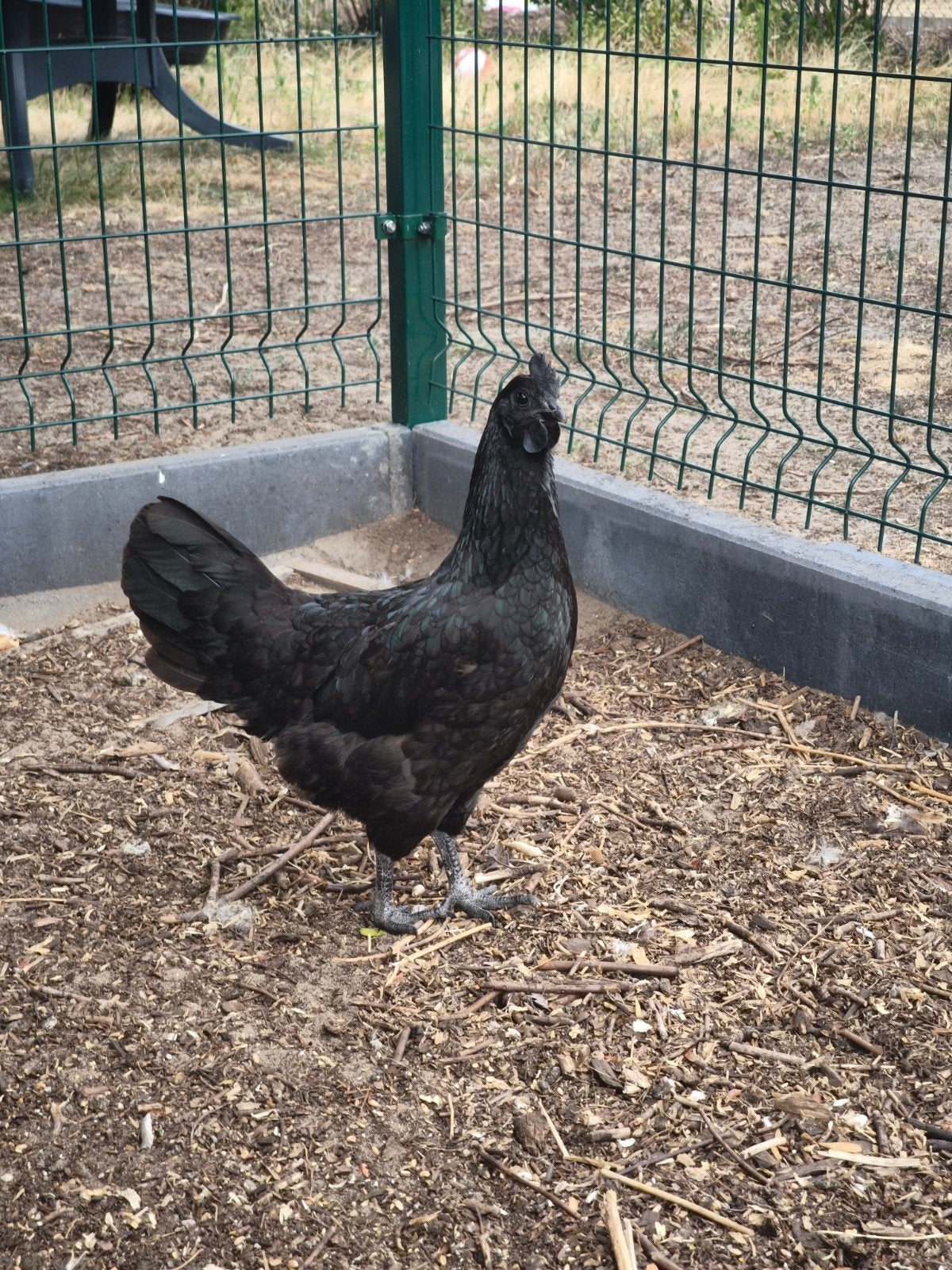 Ayam Cemani hen, Dieren en Toebehoren, Pluimvee