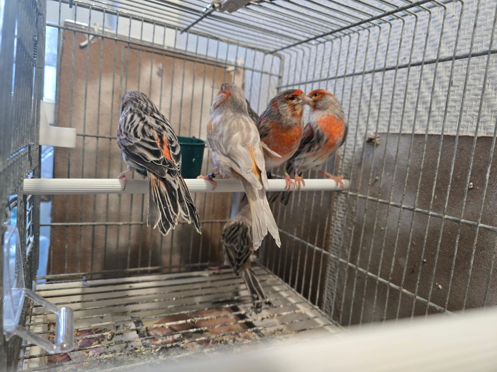 Koppel kanarie 35€, Tickets en Kaartjes, Recreatie | Dierentuinen