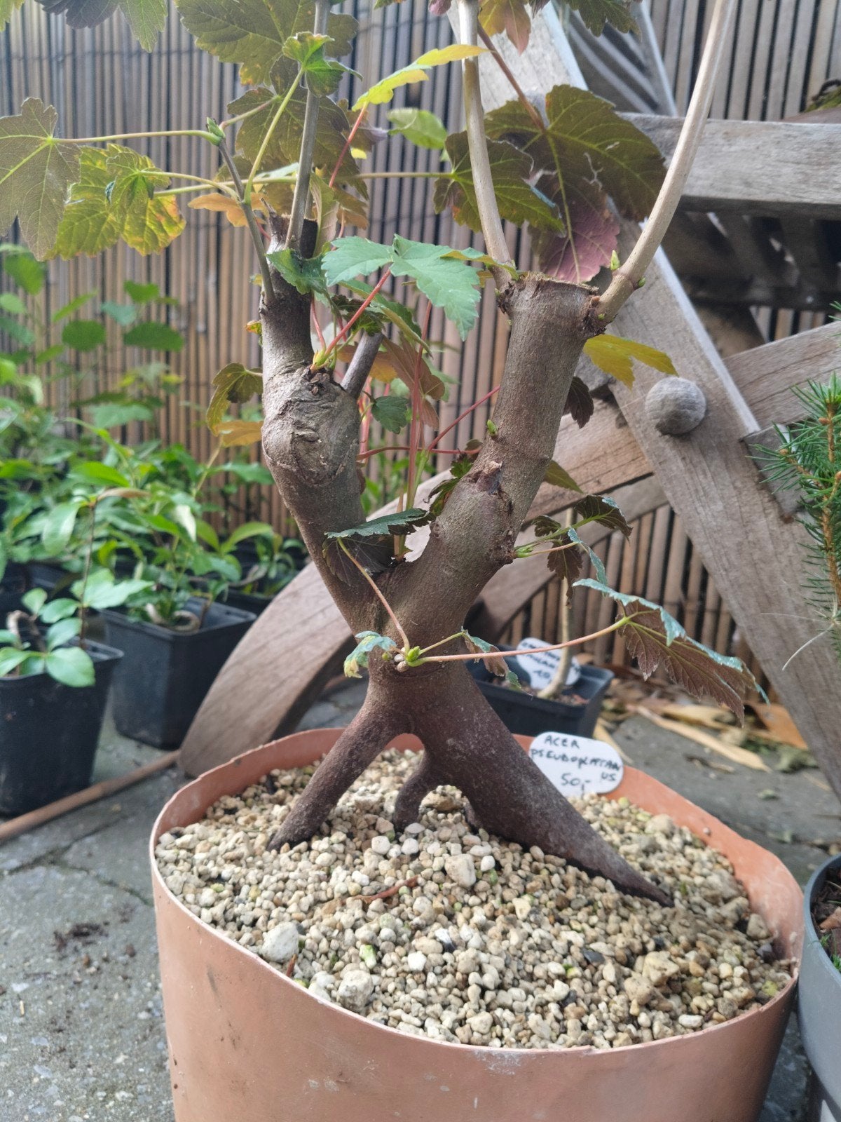 Acer pseudoplatanus, Ophalen