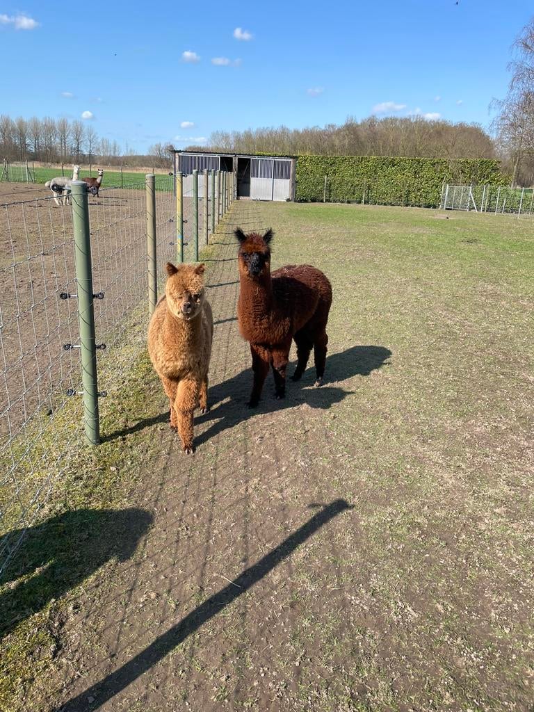 Alpaca hengstjes, Augustus, Mannelijk