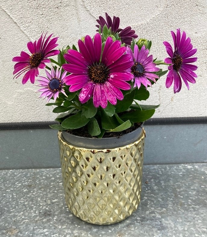 Kolibrie home diamond pot gold NIEUW, Neuf, Enlèvement ou Envoi, Moins de 25 cm, Intérieur