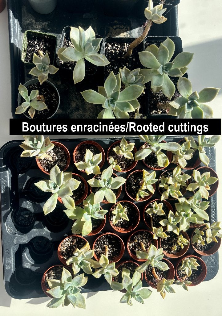 Ghost Plant Graptopetalum Paraguayense, Maison & Meubles, Plantes d'intérieur, Plante succulente, En pot, Moins de 100 cm, Plante verte