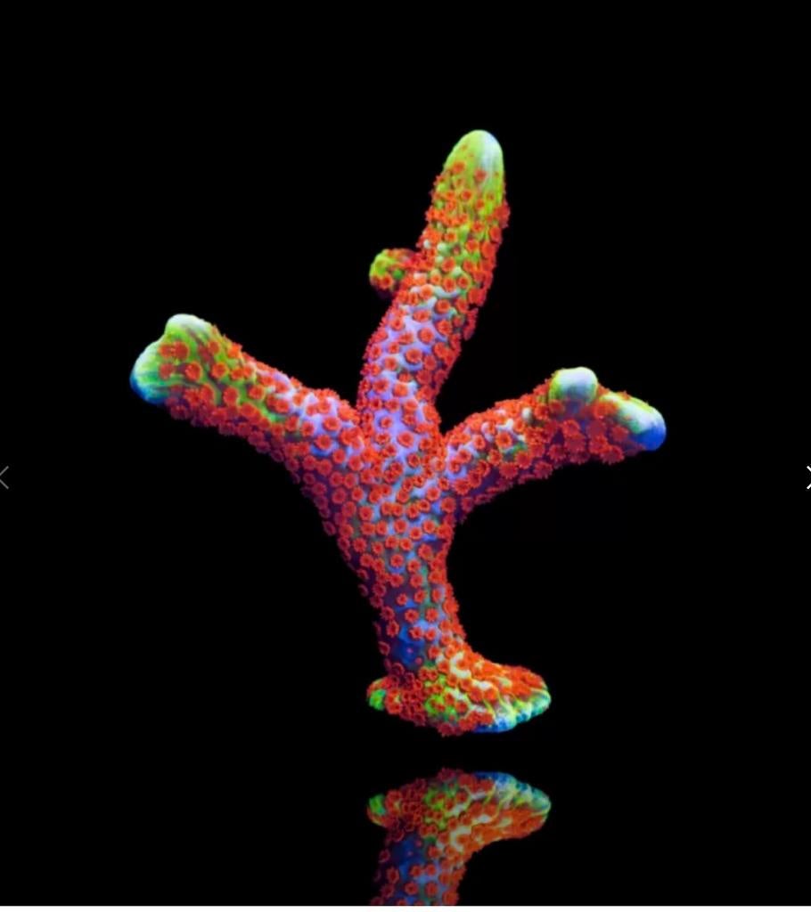 Montipora digitata deep forest, Ophalen, Zo goed als nieuw