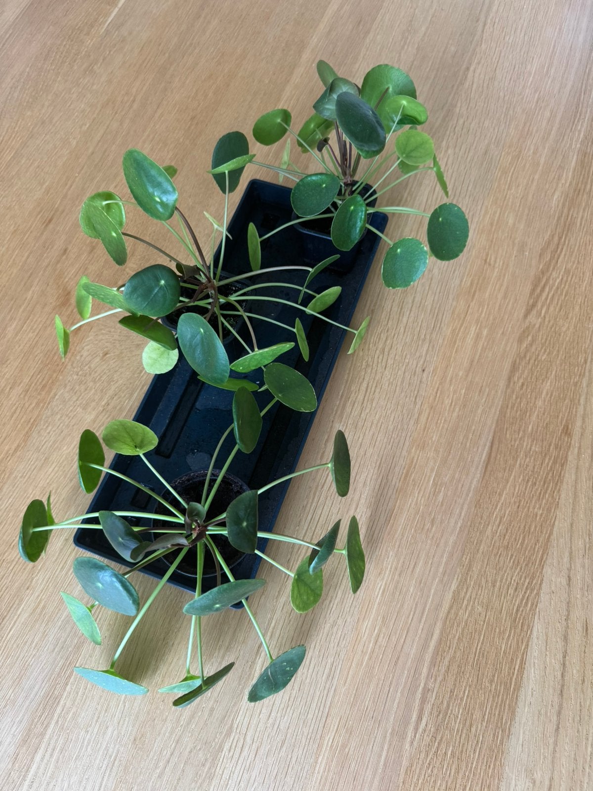 Pileas - Plantes d’intetieur 5€/plante, Enlèvement