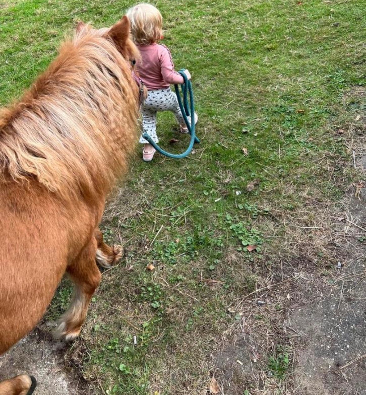 Kindershetlander merrie, Dieren en Toebehoren, Pony's, Merrie, B, A pony (tot 1.17m), 7 tot 10 jaar, Gechipt, Ontwormd, Ingeënt