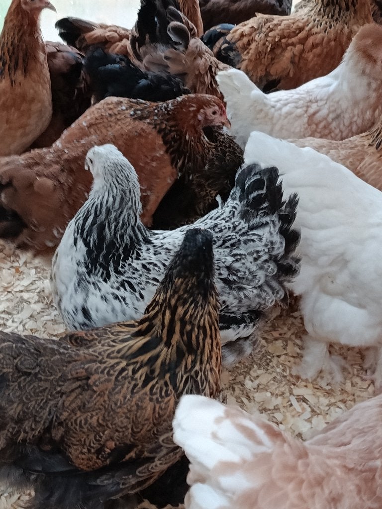 Brahma tous couleurs action 4+1 GRATUITE 0499/082381, Femelle, Poule ou poulet
