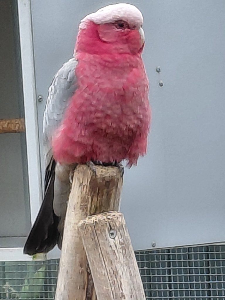 Goede kweekman Rosè-kaketoe., Animaux & Accessoires, Oiseaux | Perruches & Perroquets, Mâle, Perroquet, Domestique