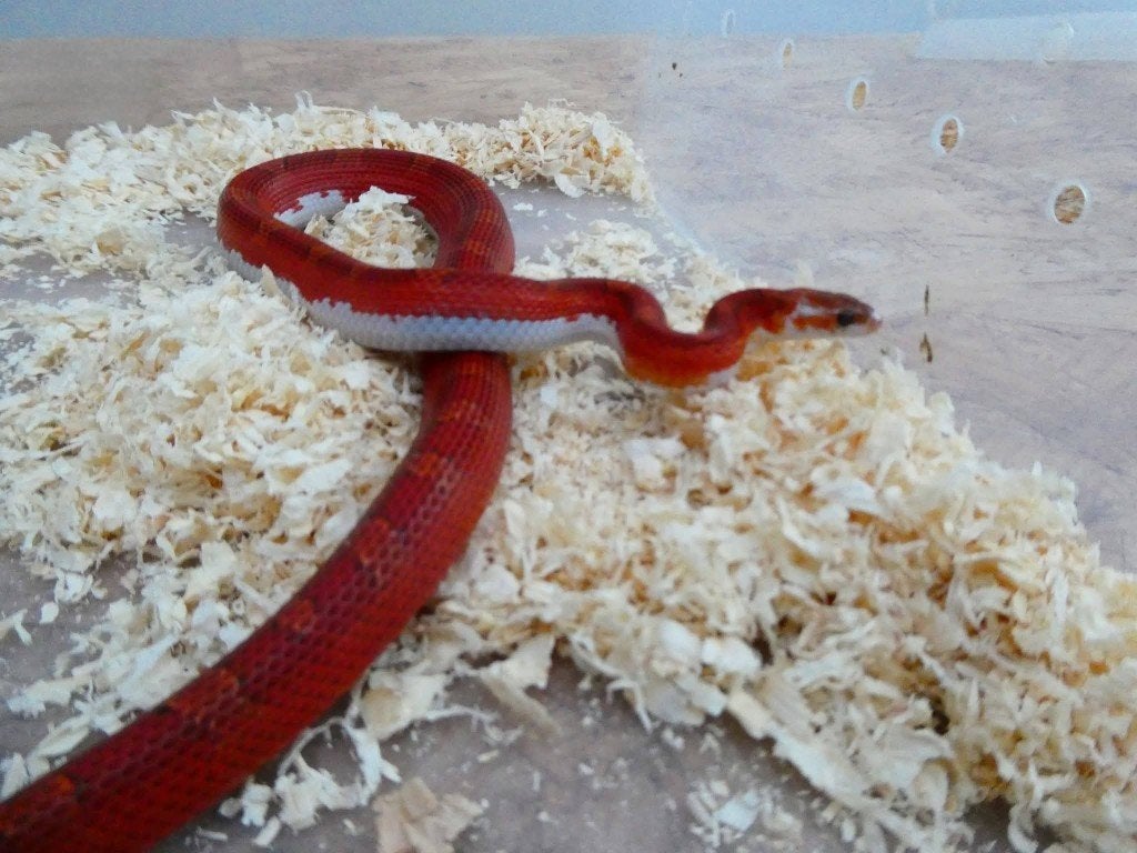 Pantherophis guttatus, Animaux & Accessoires, Serpent, 0 à 2 ans