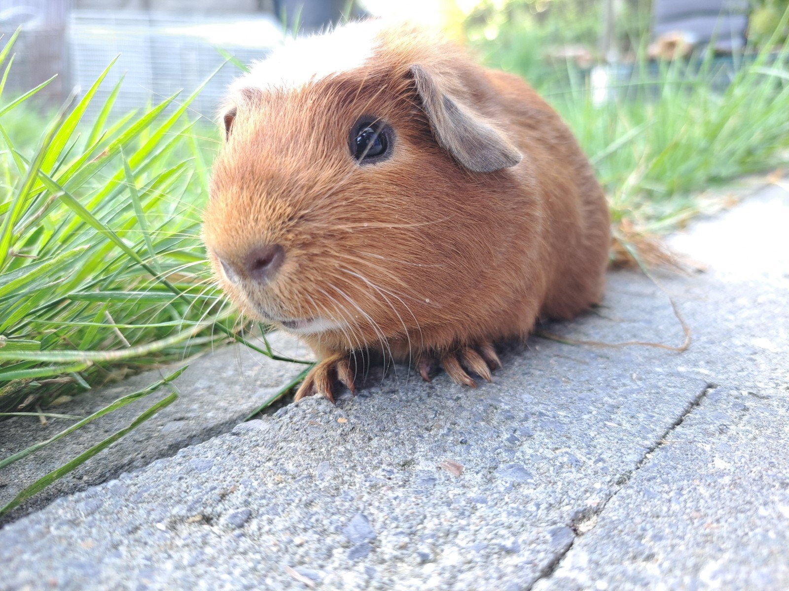 Amerikaans gekruind  - Beer, Cavia, Juni, Mannelijk, Tam