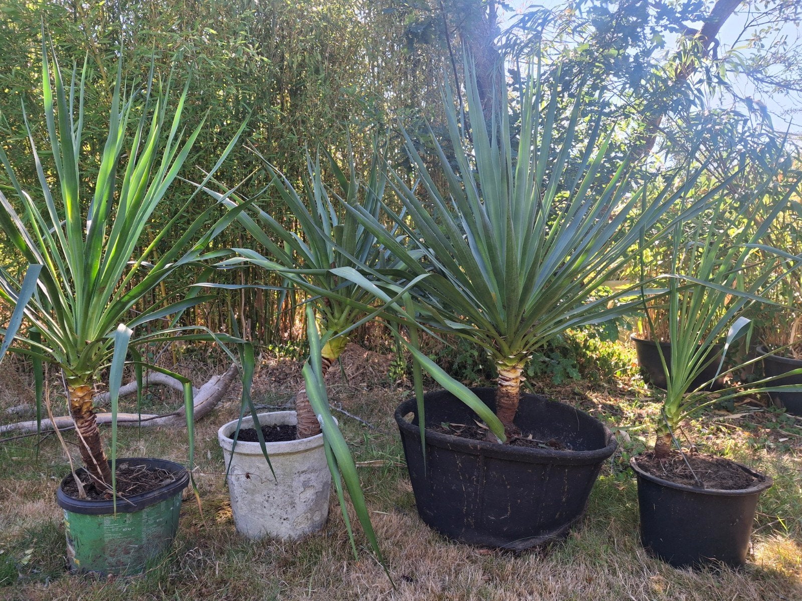 Yucca's winterhard, Tuin en Terras, Ophalen