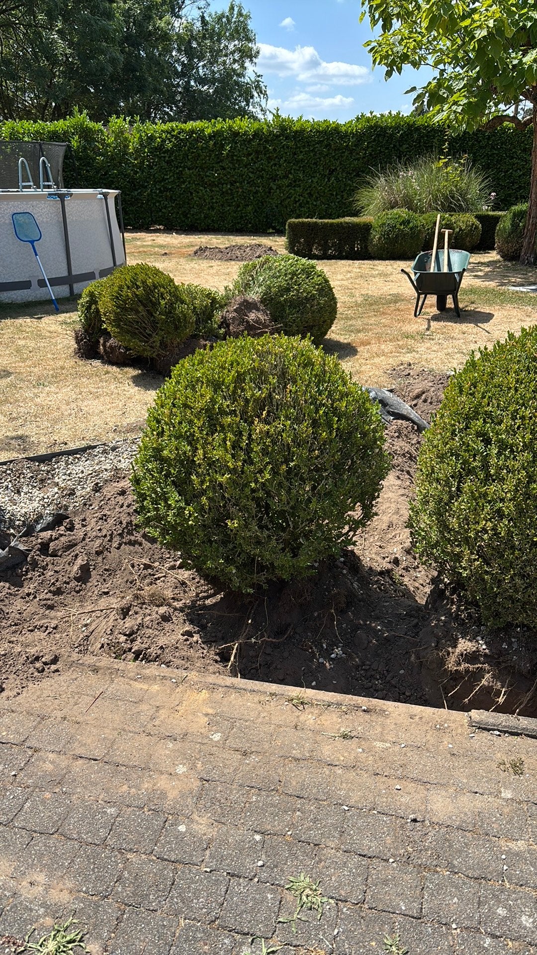 Gratis Buxusbollen verschillende formaten, Tuin en Terras, Ophalen, Buxus, Struik, Minder dan 100 cm