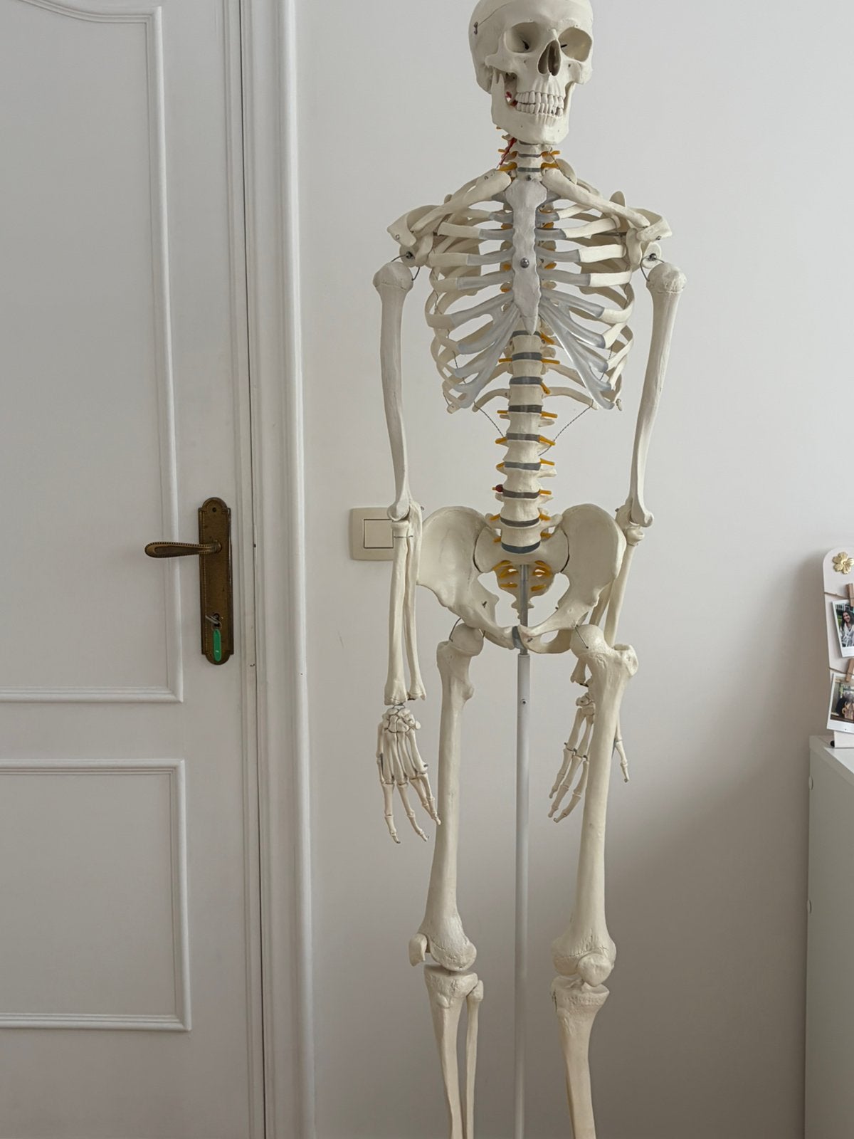 Levensgroot anatomisch skelet – 181,5cm, Diversen, Ophalen, Gebruikt