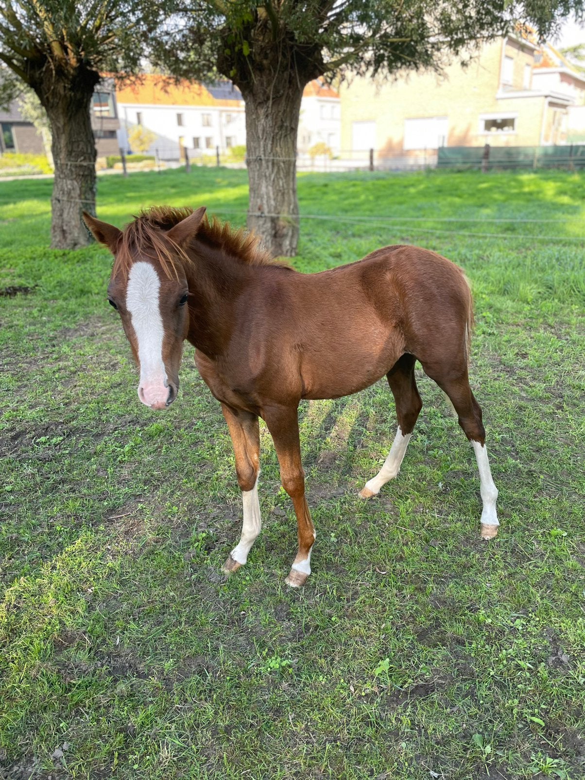 Prachtig , welsh sectie b(1m30) vos hengstenveulen, Dieren en Toebehoren, Met stamboom, 0 tot 2 jaar, Hengst, C pony (1.27m tot 1.37m)
