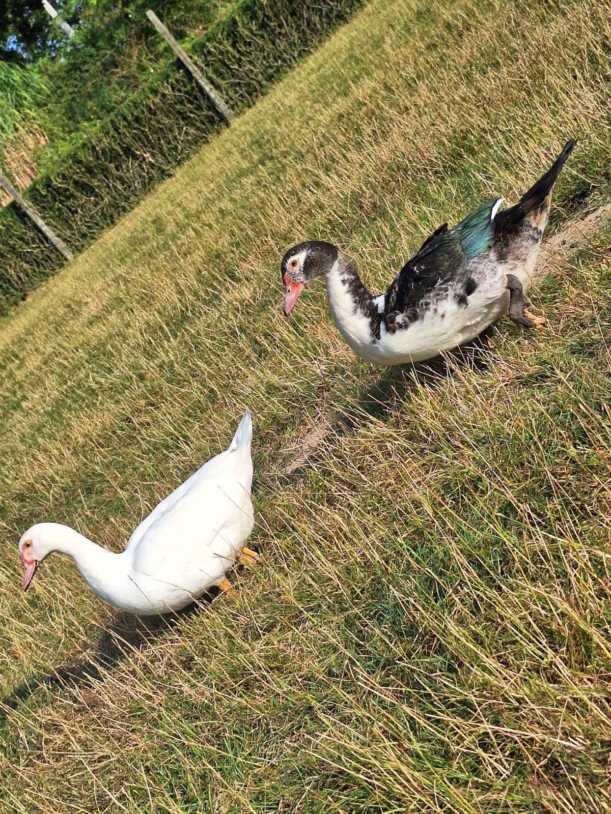 barbarie eenden, Meerdere dieren, Eend