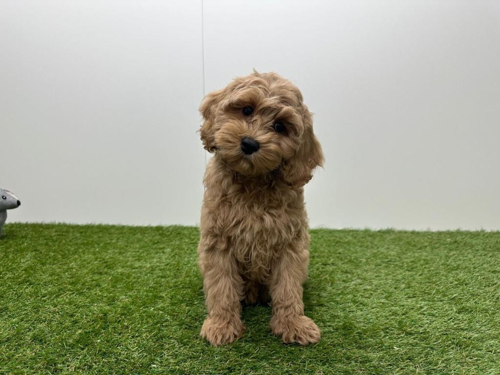 Cockapoo pups (F1), België, 8 tot 15 weken, Parvo, Meerdere