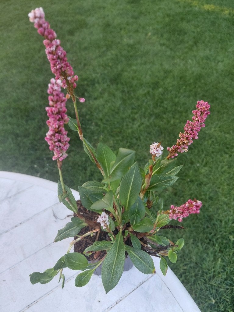 Persicaria Kabouter, Ophalen, Halfschaduw