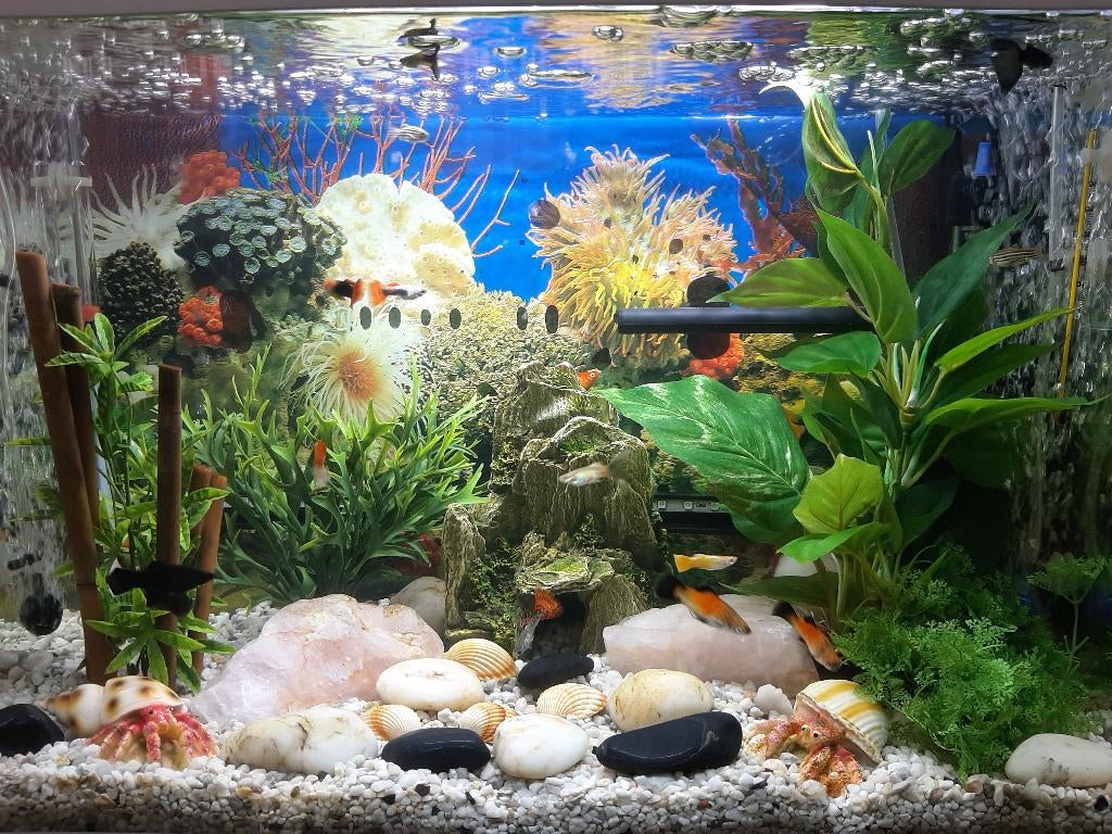 Aquarium de 70 litres - Très bon état, Ophalen, Superfish, Inclusief deksel, Gevuld zoetwateraquarium