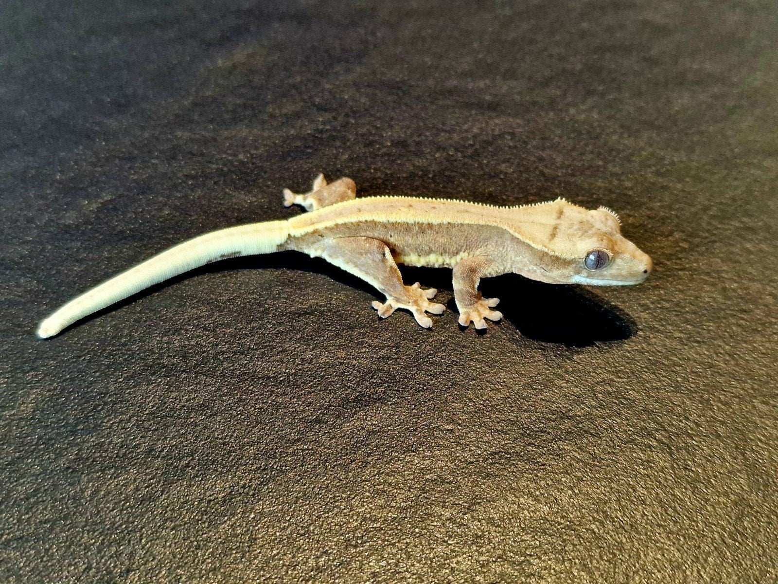 Baby wimpergecko LW, Dieren en Toebehoren