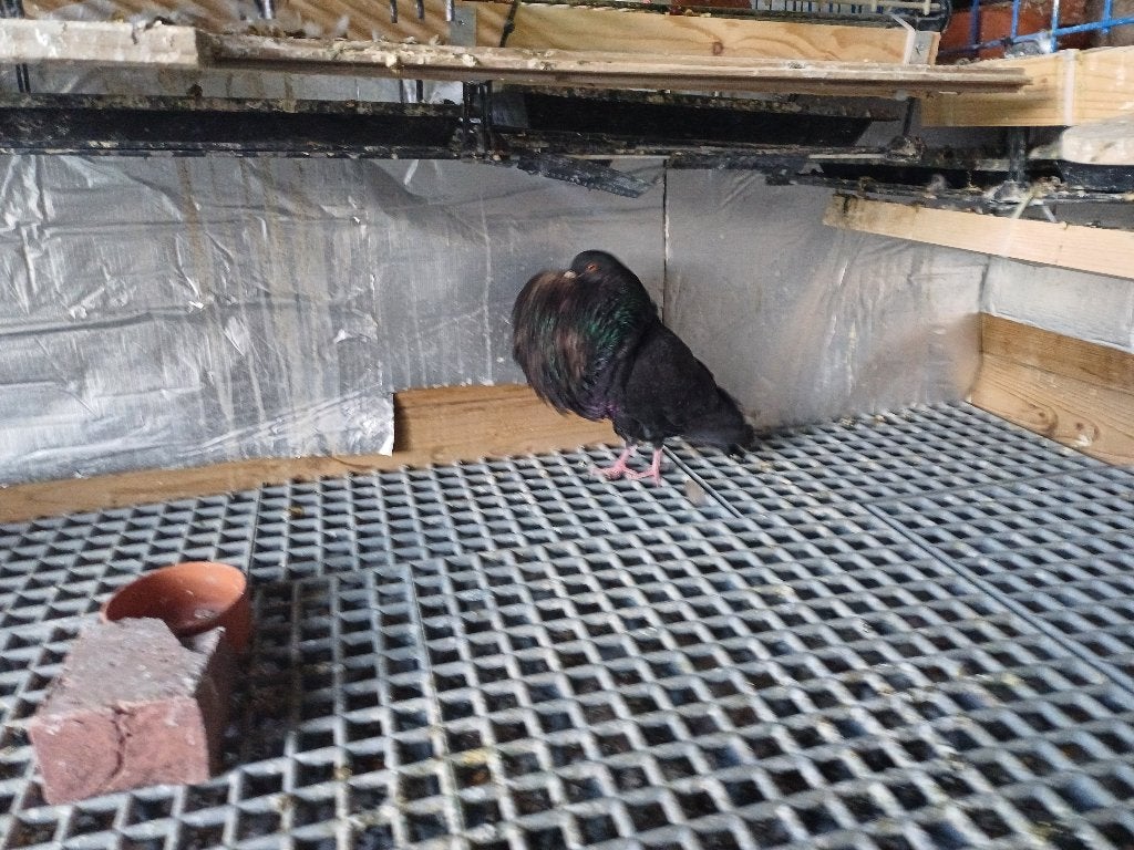 Gaditano disponible, Plusieurs animaux, Boulant