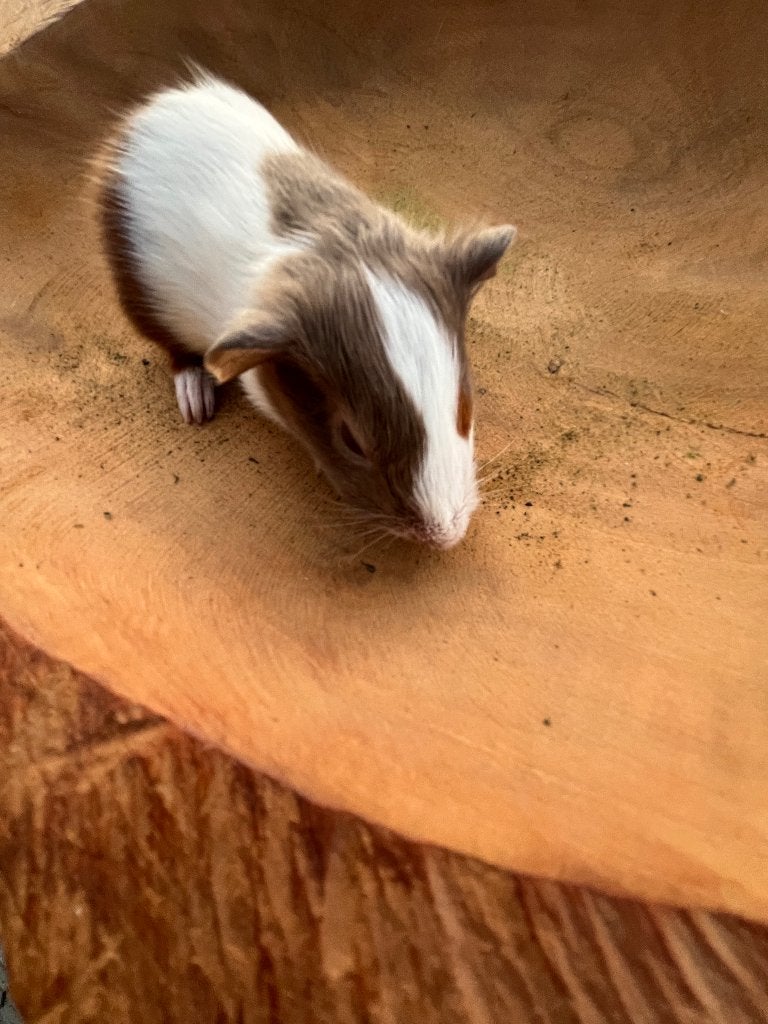 Cavia’s, Dieren en Toebehoren, Knaagdieren, Cavia, Juni, Mannelijk, Tam