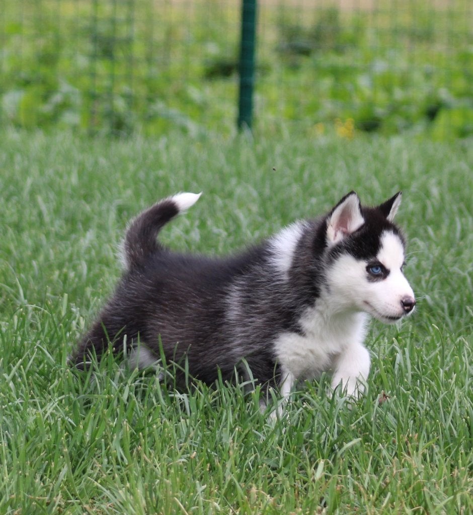 Husky pup, Dieren en Toebehoren, Honden | Poolhonden, Keeshonden en Oertypen, Teef, Poolhond, Fokker | Professioneel, Eén hond