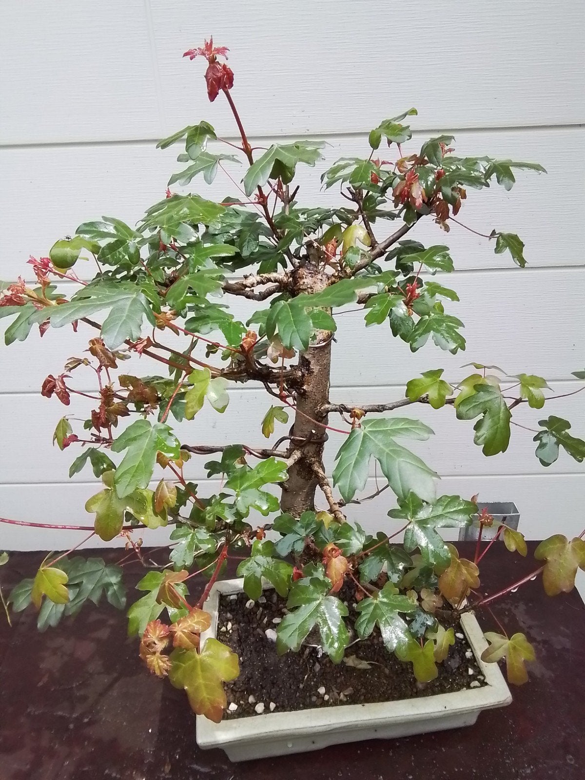 Bonsai, Tuin en Terras, Ophalen