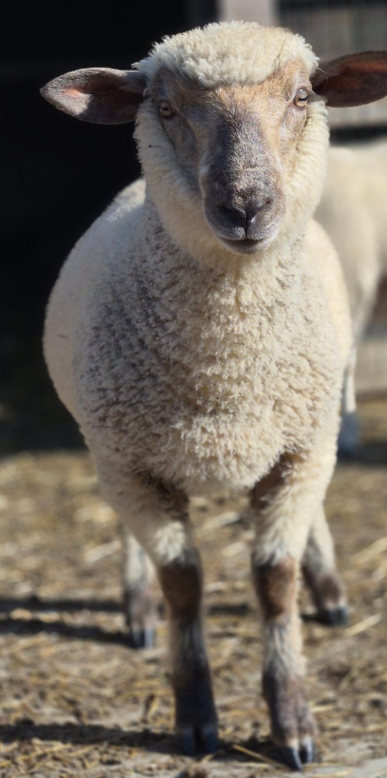 Ramlam Swifter/Hampshire, Dieren en Toebehoren
