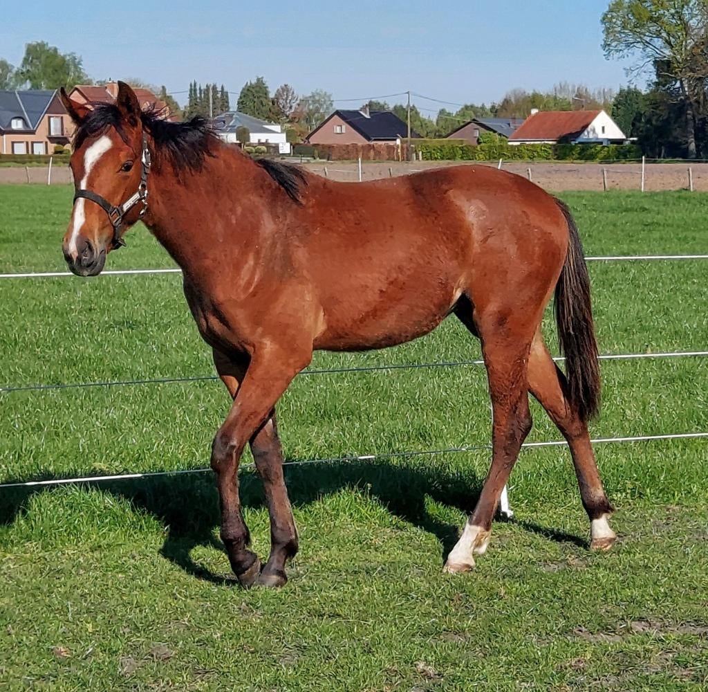 Jaarling paint merrie, Dieren en Toebehoren, Paarden, Merrie, Minder dan 160 cm, Met stamboom, 0 tot 2 jaar