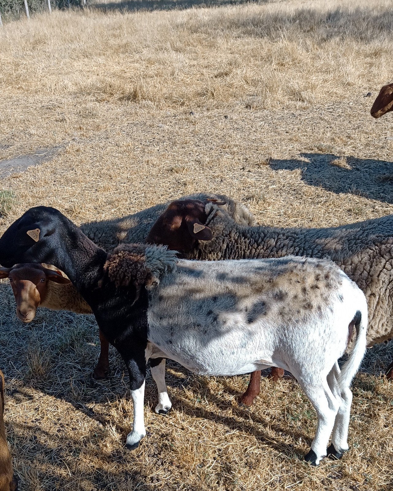 mooie jaarling ooi, Femelle, Mouton, 0 à 2 ans