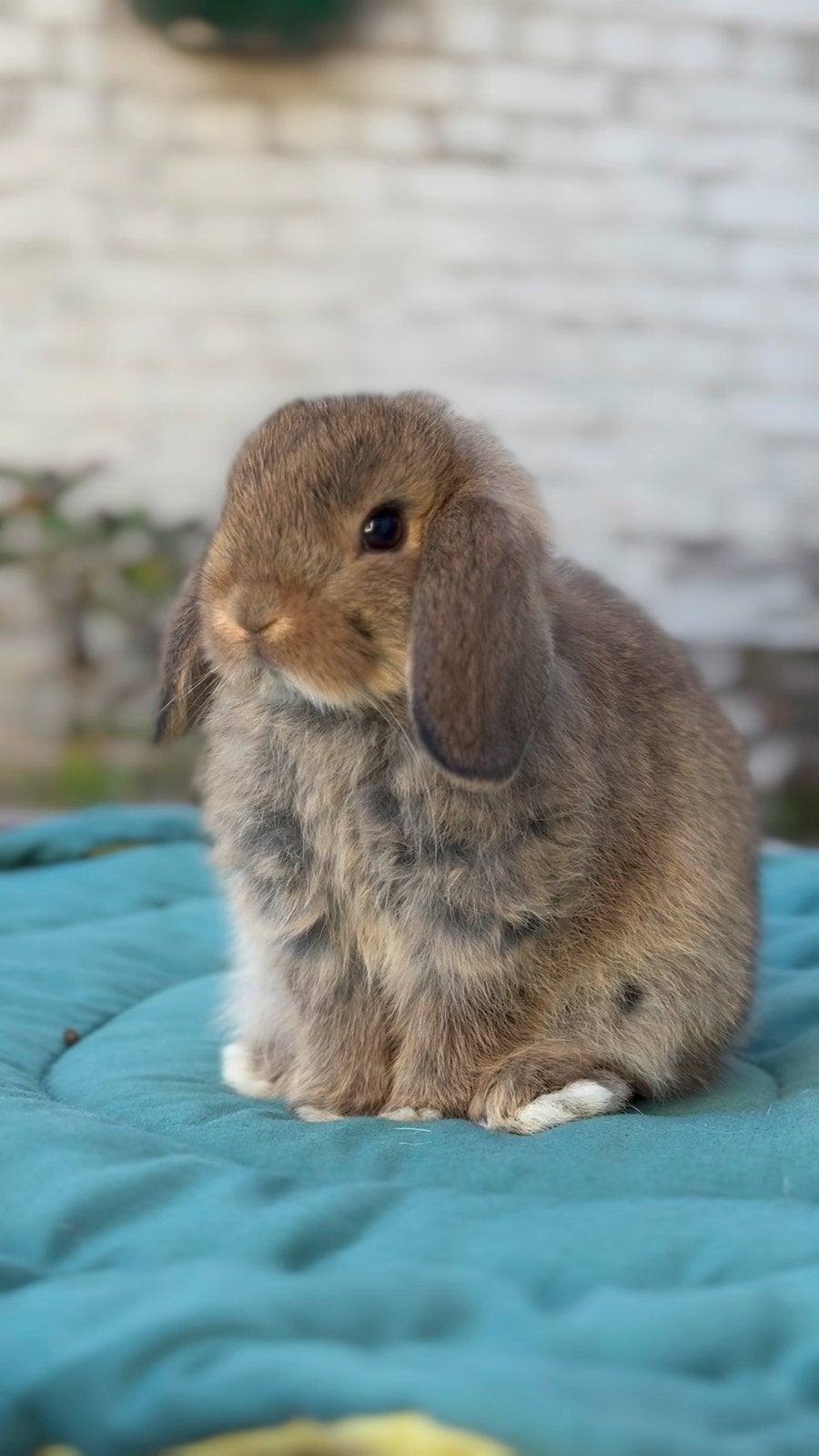 Lapin mâle mini lop, Animaux & Accessoires, Enlèvement, Lapin