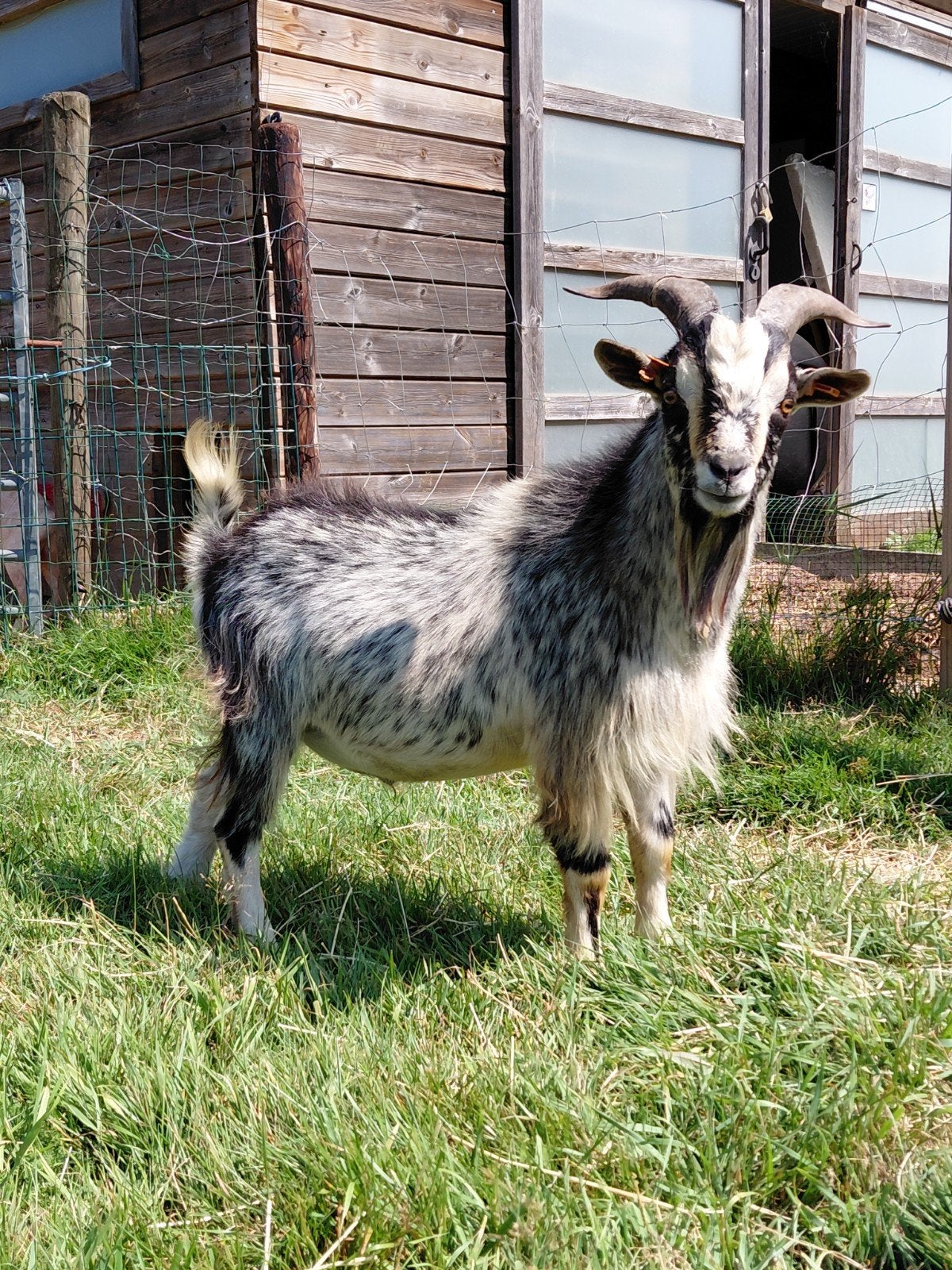 hermelijn dekbok, Dieren en Toebehoren