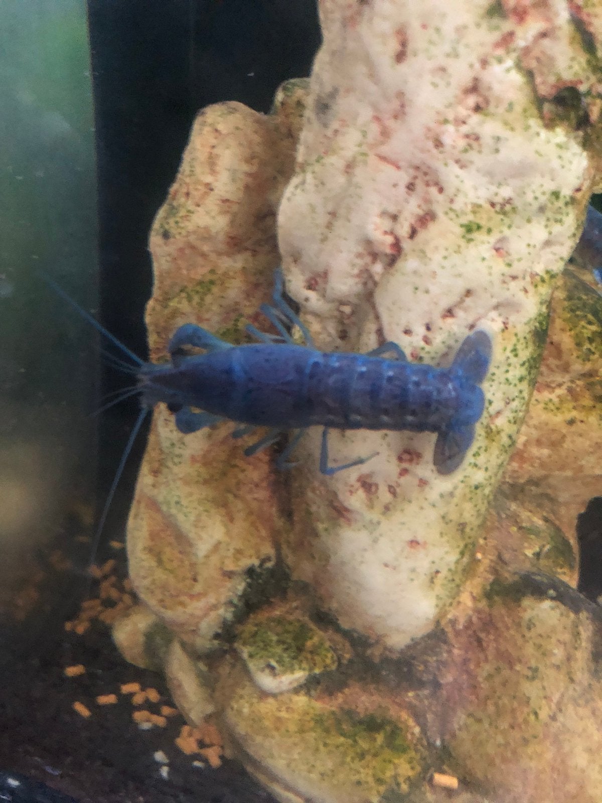 Mooie blauwe kreeften