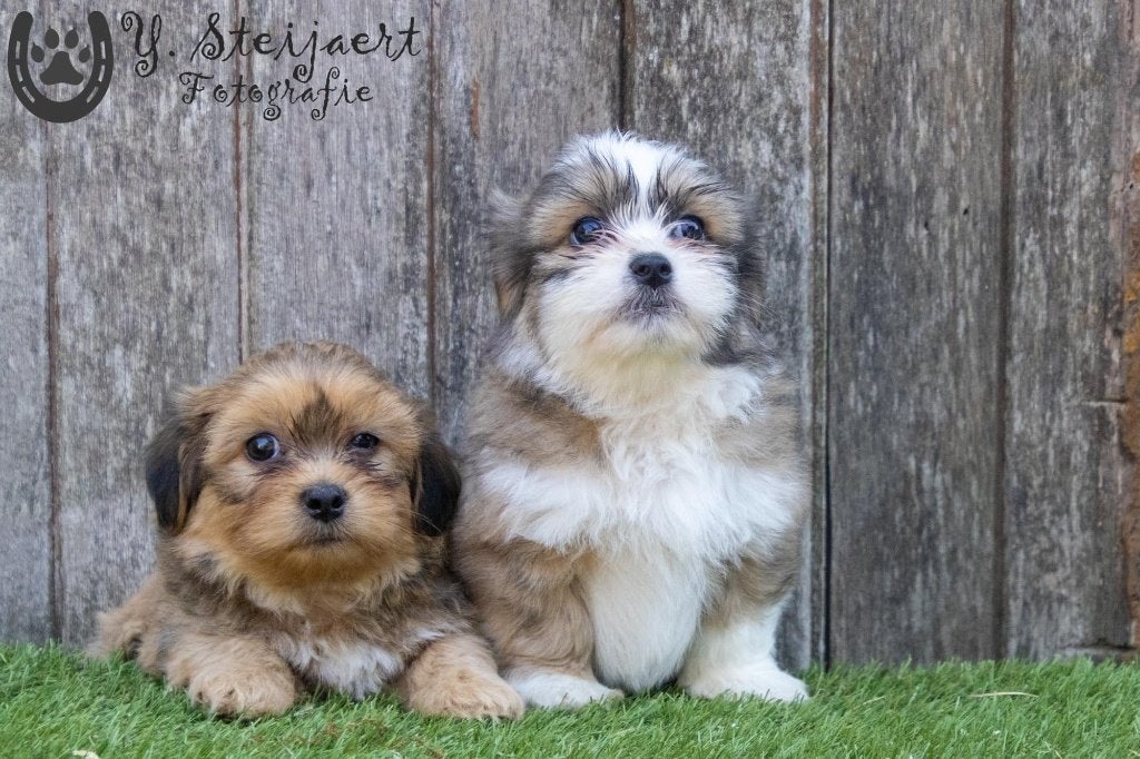boomer pups (maltezer x shih tzu). ouders zijn hier aanwezig, Chien (mâle), Autres races, Belgique, Plusieurs