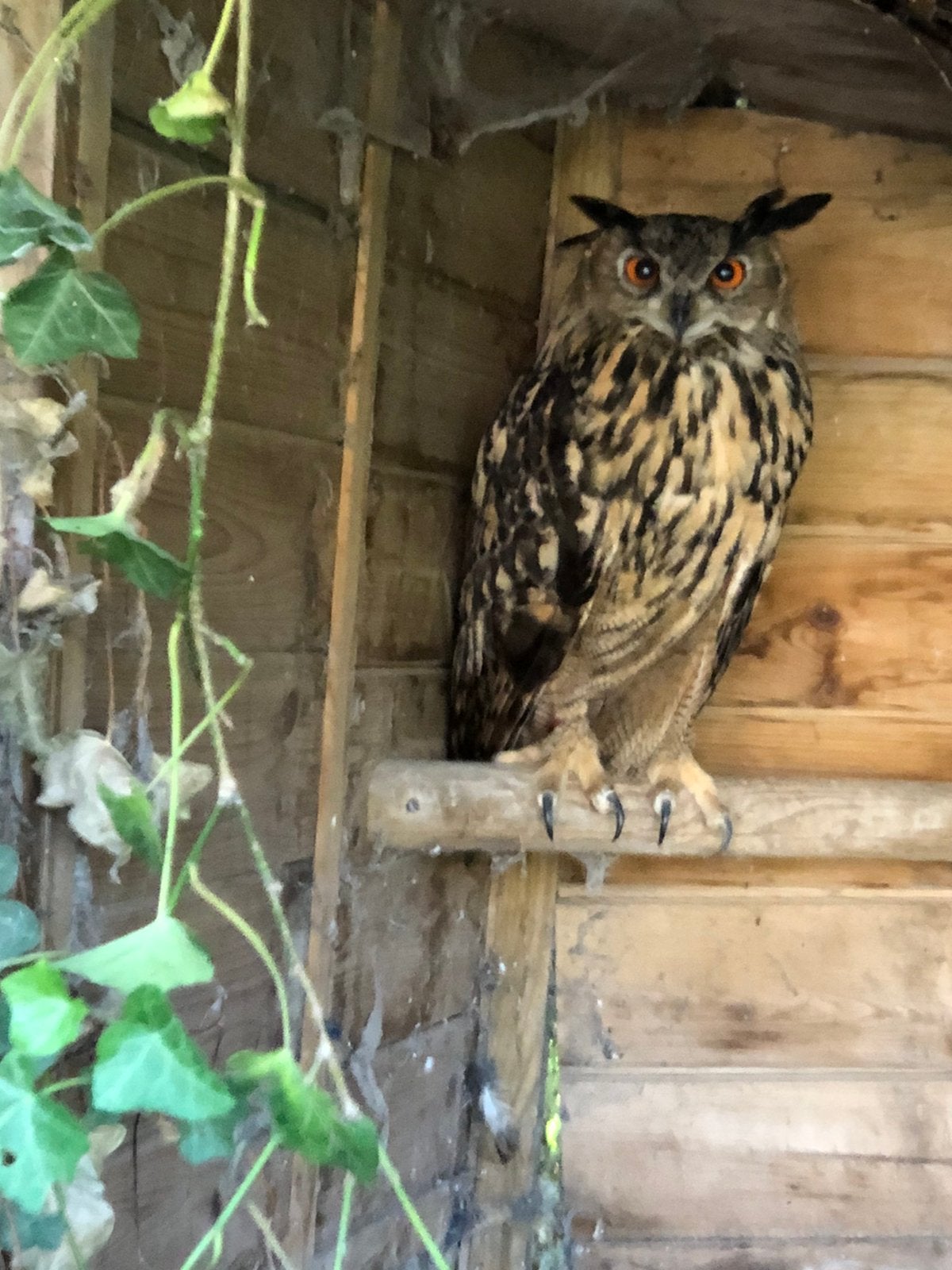 Echte Oehoe, Dieren en Toebehoren, Meerdere dieren