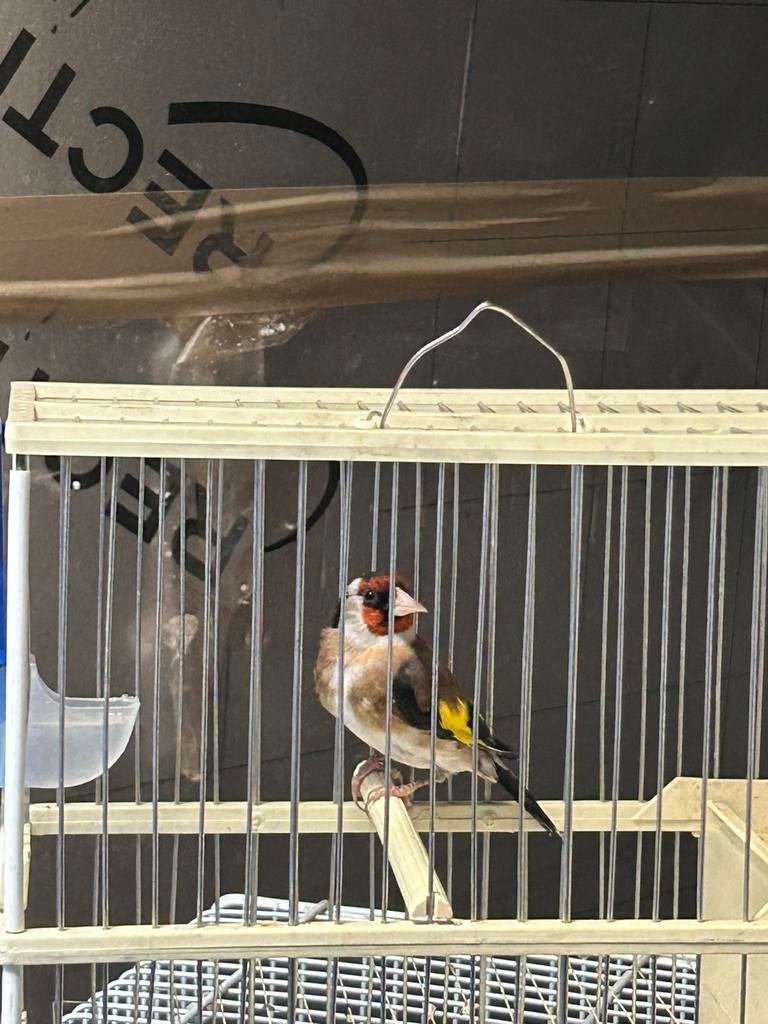 parva top, Mâle, Oiseau chanteur sauvage, Domestique