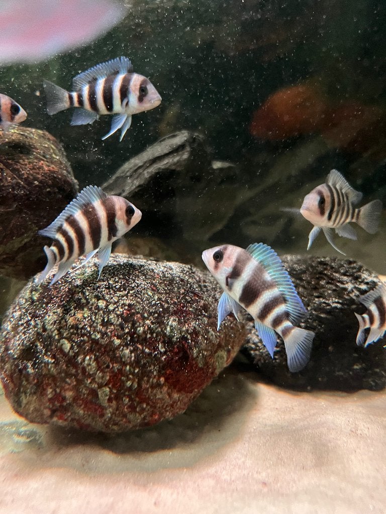 Frontosa Burundi jongen, Poisson, Poisson d'eau douce, Banc de poissons