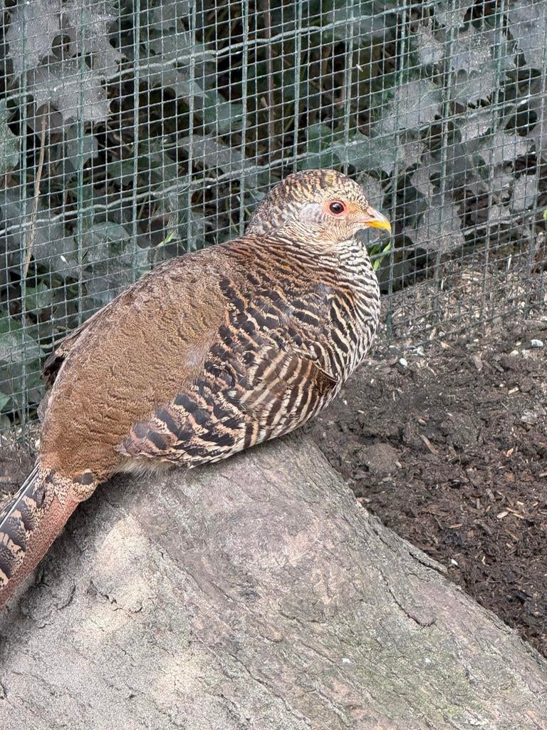Onverwant koppel goudfazanten 5000 reeks, Dieren en Toebehoren, Pluimvee
