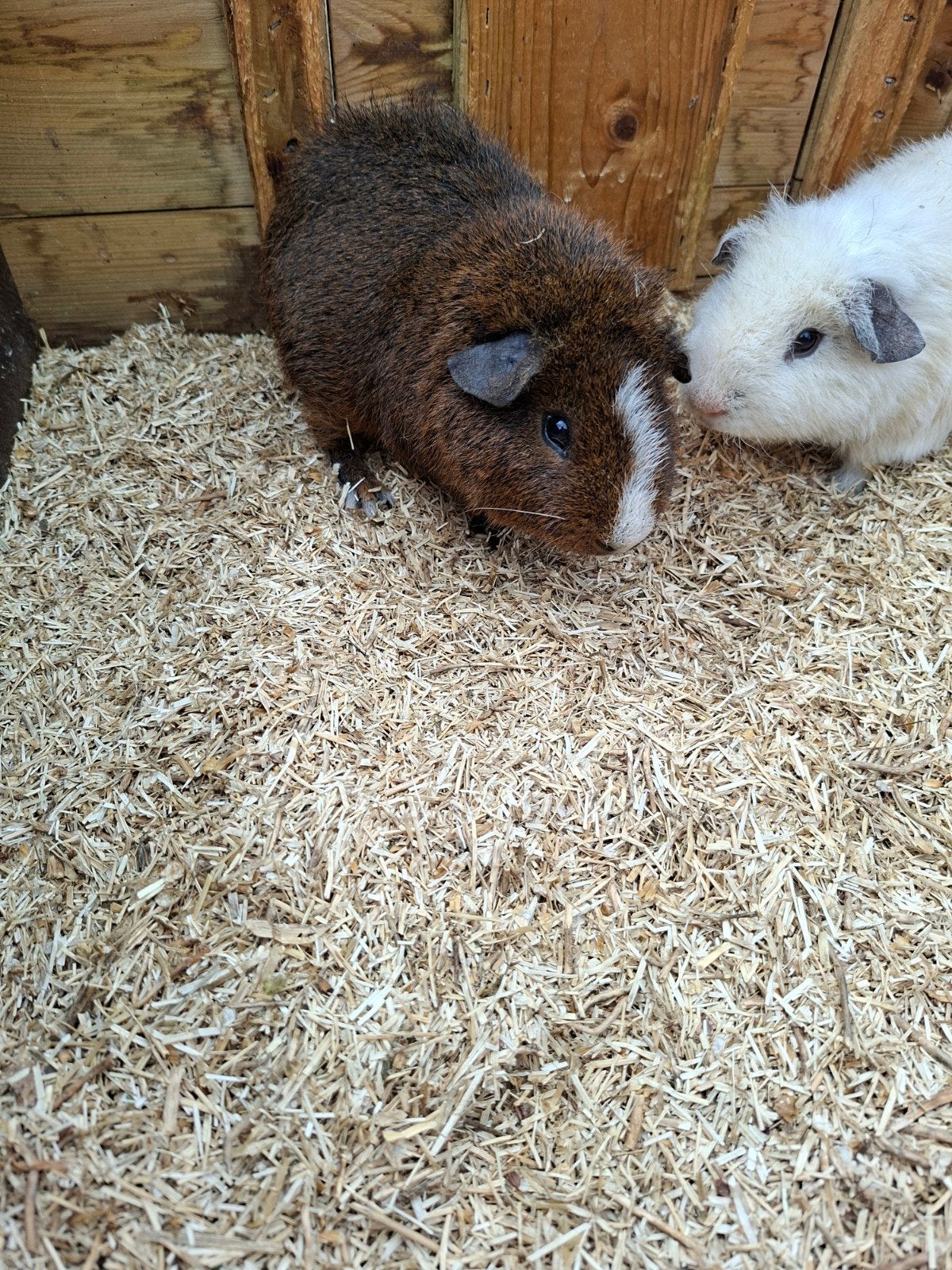 Rex caviabeer, Dieren en Toebehoren, Knaagdieren, Januari, Mannelijk, Cavia