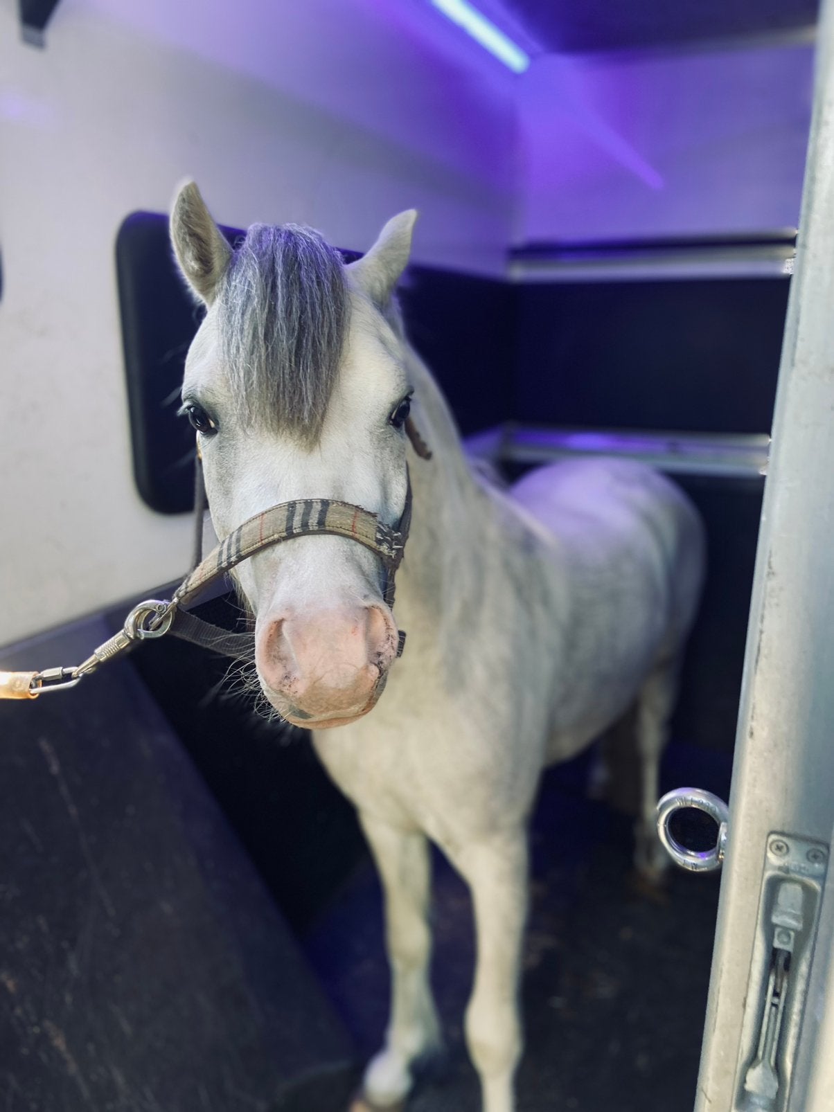 Welsh A pony te koop, Dieren en Toebehoren, Pony's, Met stamboom, Ruin, Niet van toepassing, 0 tot 2 jaar