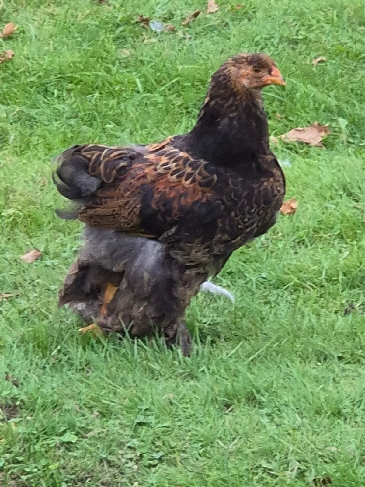Brahma haan goudpatrijs te koop, Dieren en Toebehoren