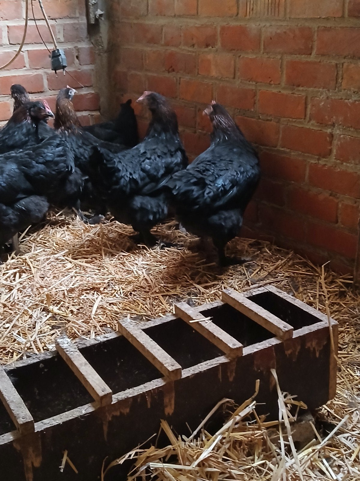 marans hennen, Dieren en Toebehoren