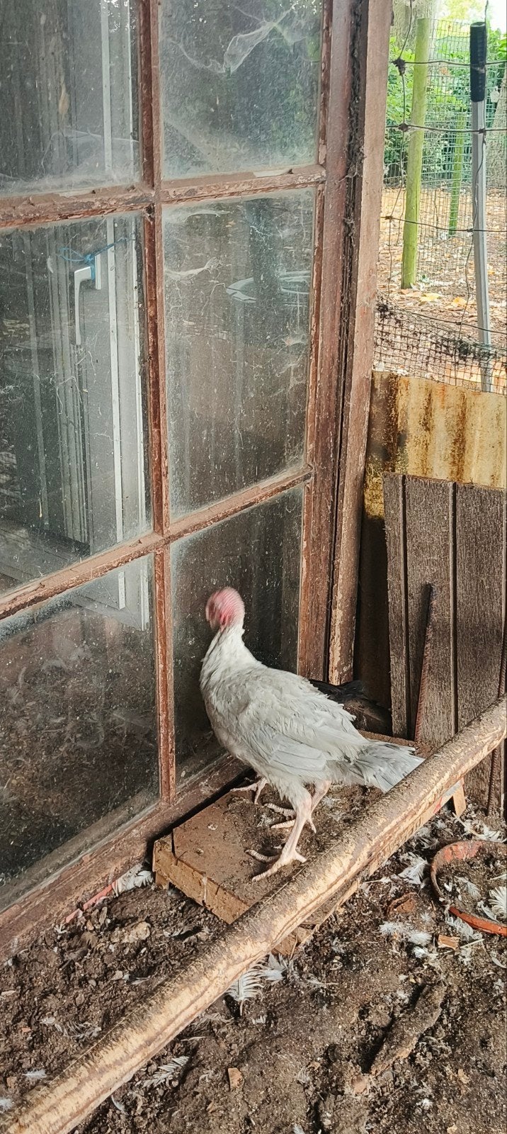 Jonge kalkoenen kleiner en grotere, Dieren en Toebehoren, Pluimvee