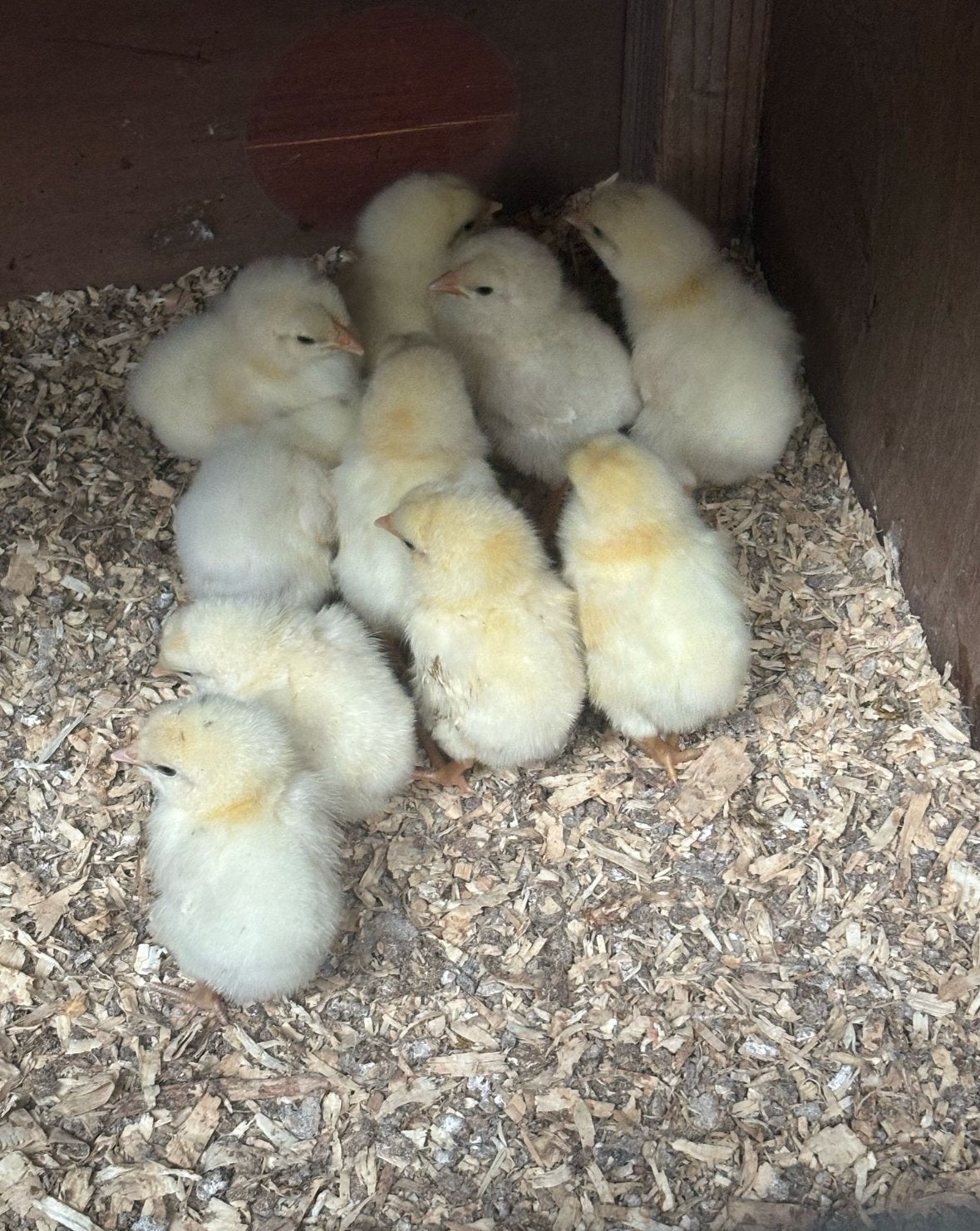 Poule de Bresse kuikens, Sexe inconnu, Poule ou poulet