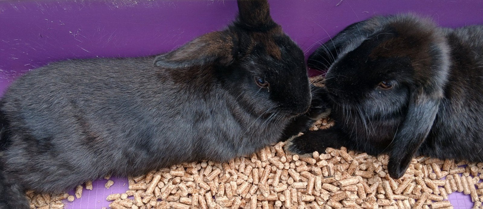 konijn ram gratis, Dieren en Toebehoren