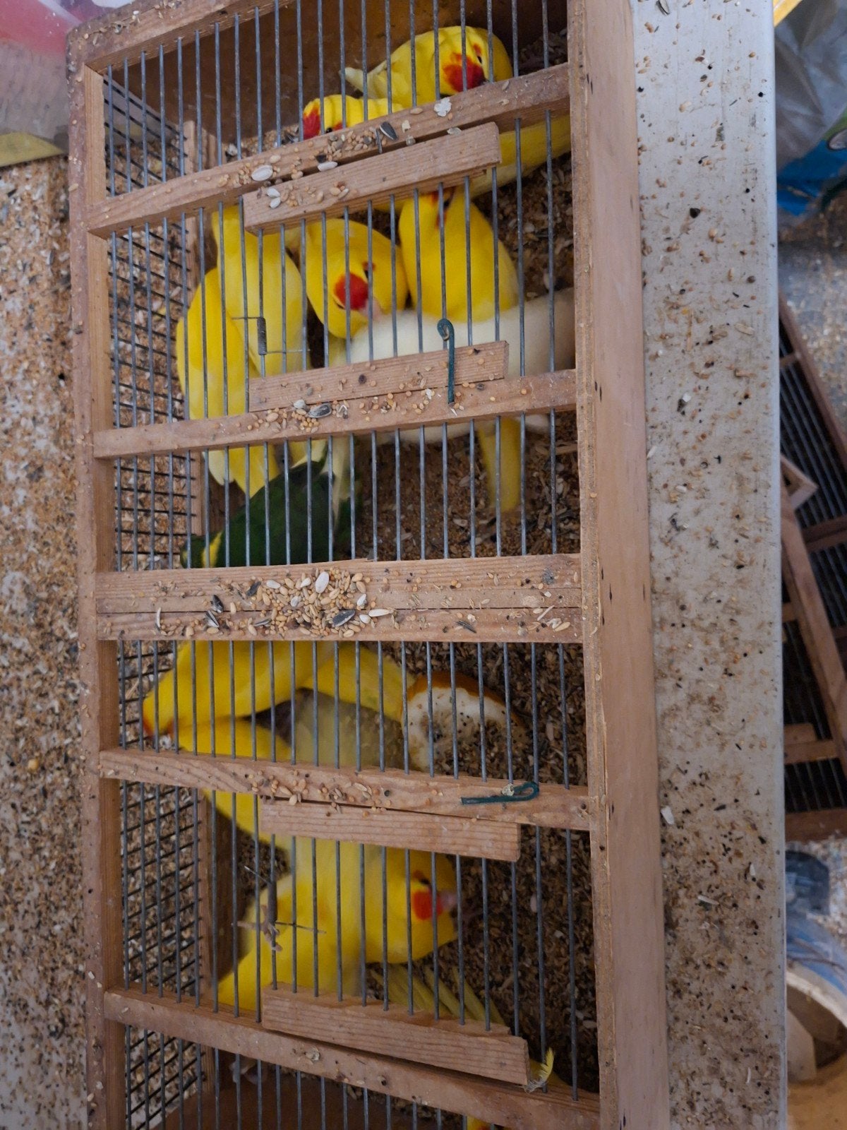 kakerikies jonge  25 euro stuk  45  koppel, Dieren en Toebehoren