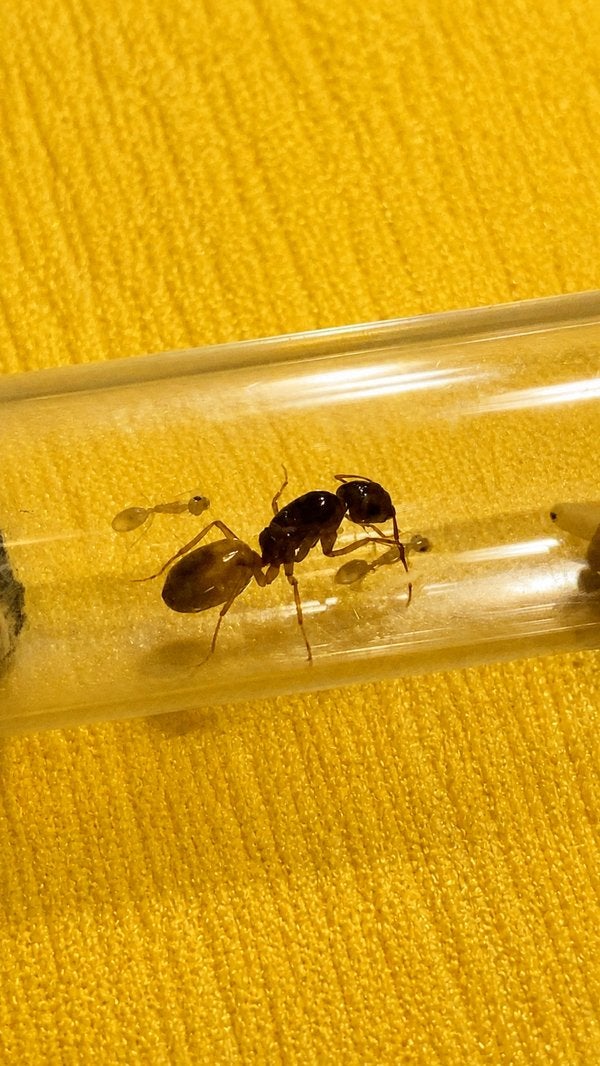 La reine Camponotus Fedtschenkoi avec 1 à 5 ouvriers, Animaux & Accessoires, Insectes & Araignées