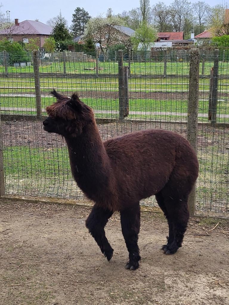 Alpaca hengstje, Augustus, Mannelijk