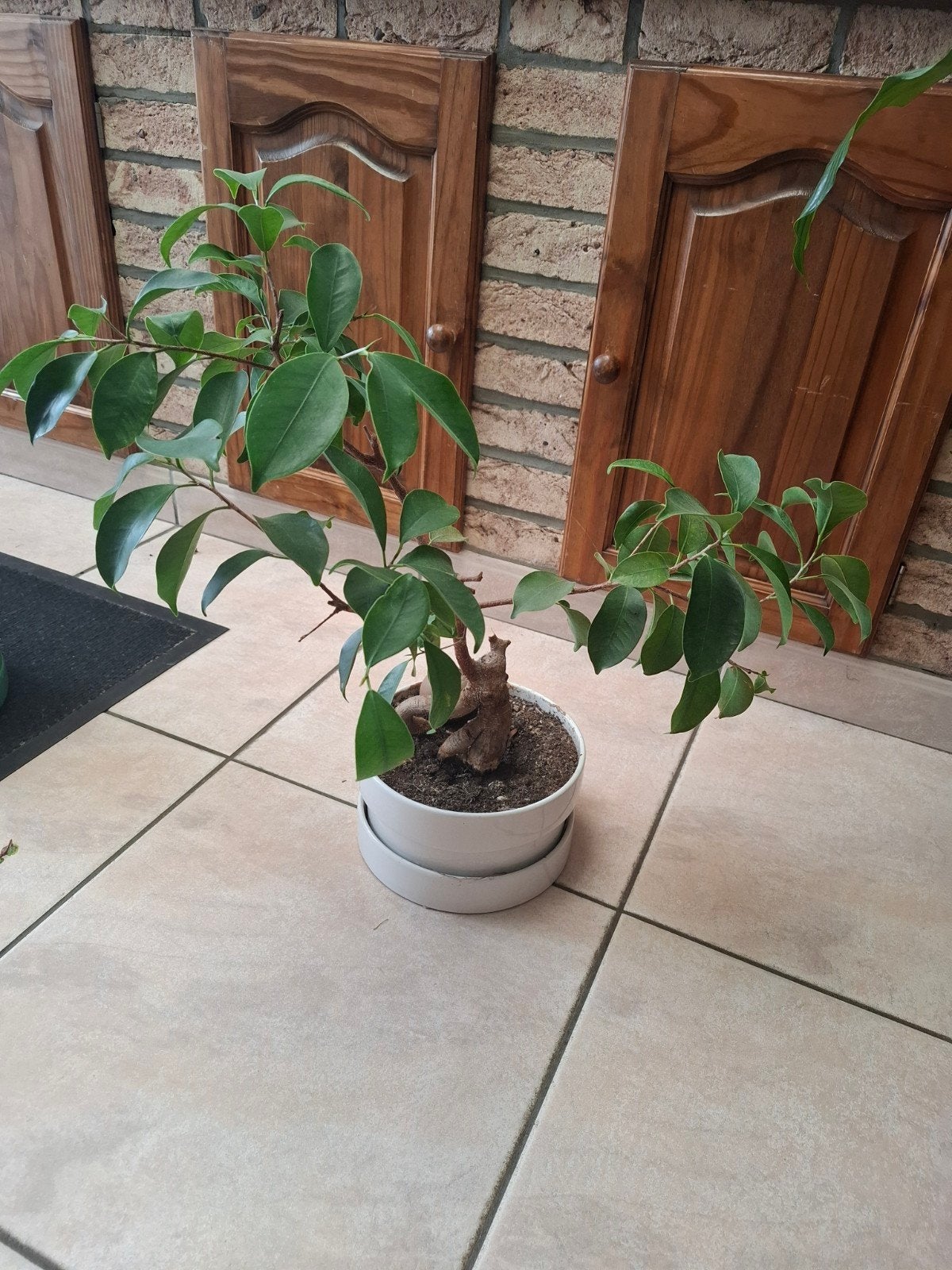 Bonsai, Huis en Inrichting, Kamerplanten, Ophalen, Bonsai