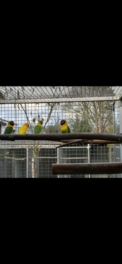 Agapornis personata, Dieren en Toebehoren, Dwergpapegaai of Agapornis, Geringd