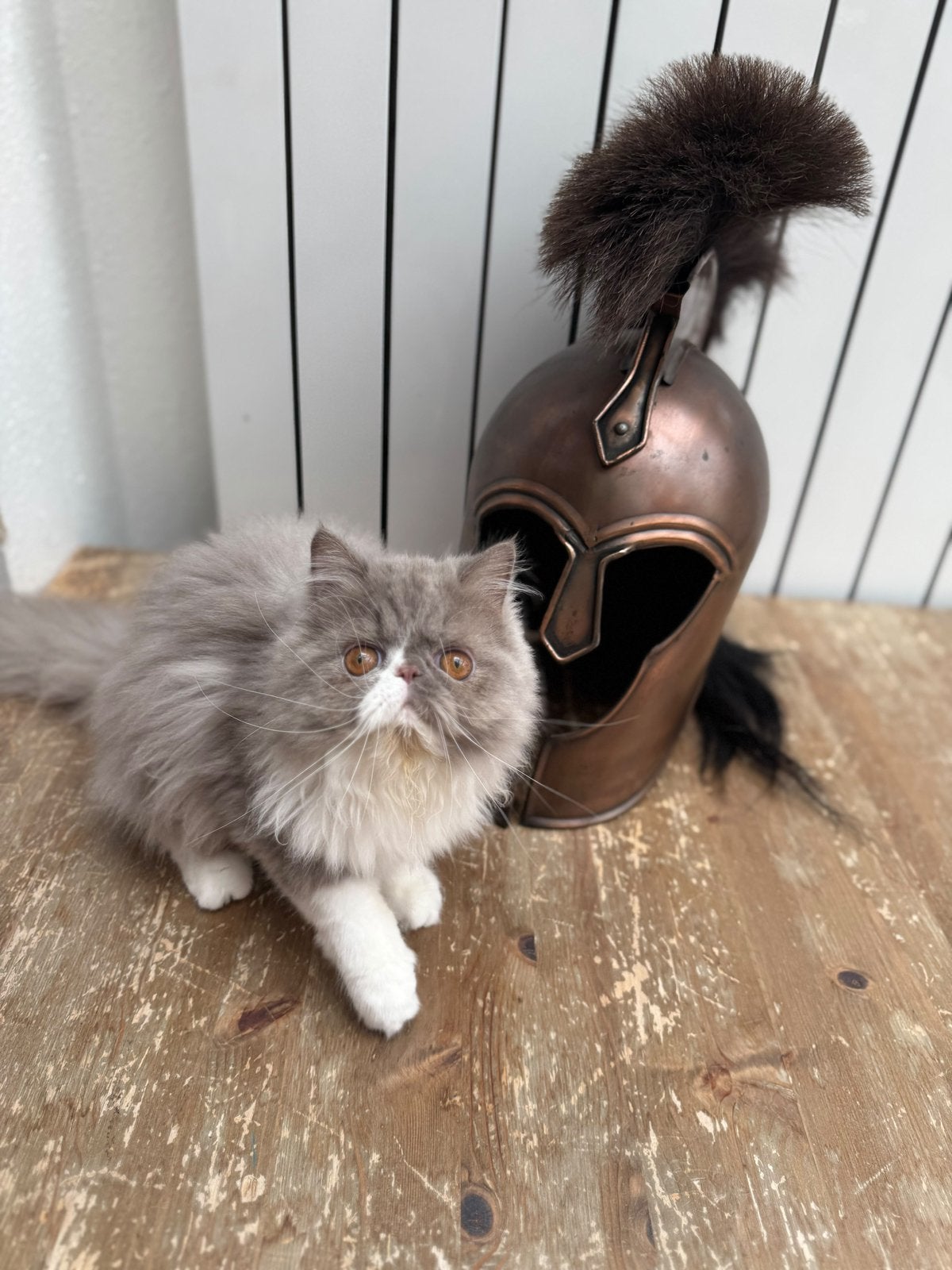 British shorthair, Animaux & Accessoires, Plusieurs animaux, Avec pedigree, 0 à 2 ans